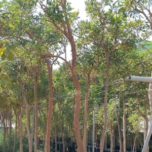 Tabebuia argentea - 75L
