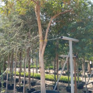 Tabebuia argentea - 500L