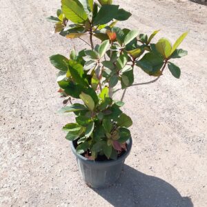 Terminalia catappa - 35L