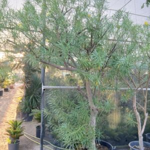 Thevetia peruviana - 160L
