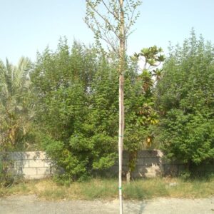 Ziziphus spina-christi - 20L