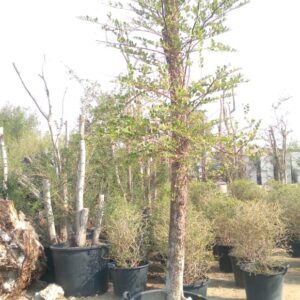 Ziziphus spina-christi - 110L