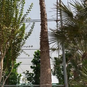 Chorisia - 200L