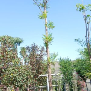 Azadirachta indica - 110L