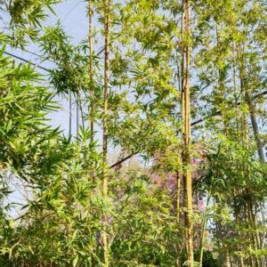 Bamboo - 110L