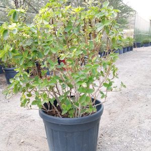 Acalypha wilkesiana(Green) - Ball - 35L
