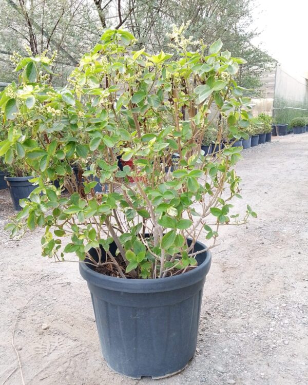 Acalypha wilkesiana(Green)