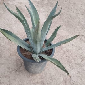 Agave americana - 22CM