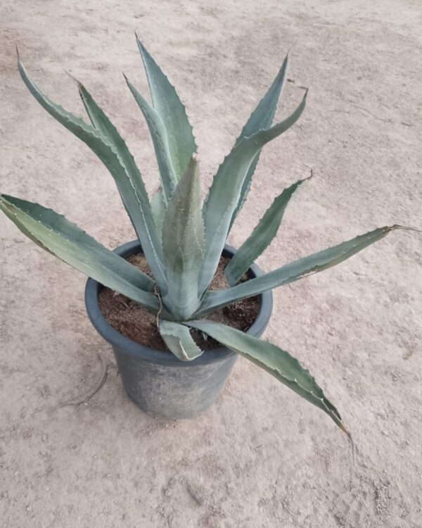 Agave americana