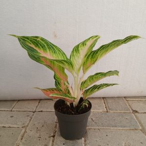 Aglaonema lipstick - 12CM