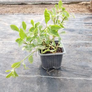Alternanthera ficoidea - 9CM