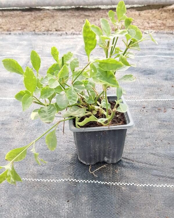 Alternanthera ficoidea