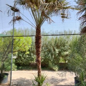 Chamaerops humilis - 100L