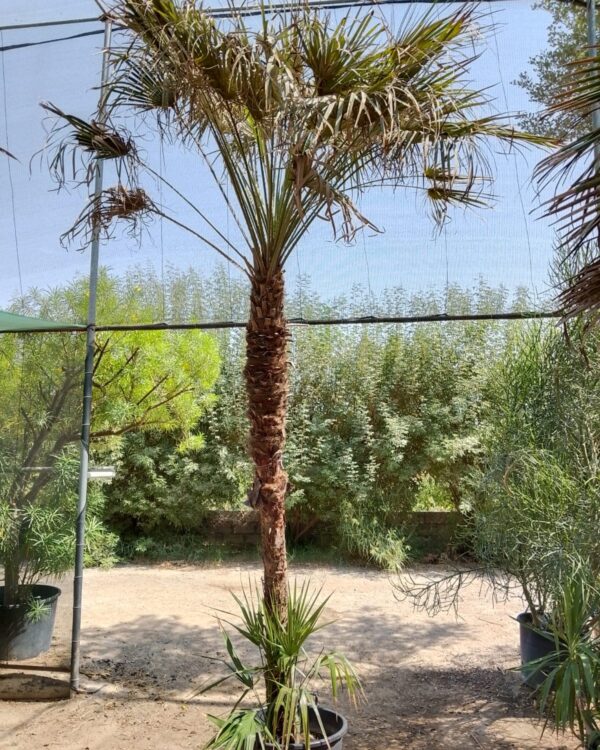 Chamaerops humilis