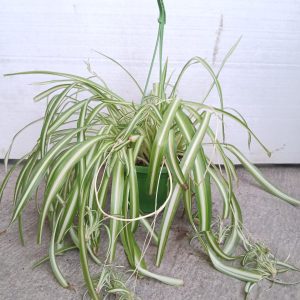 Chlorophytum comosum