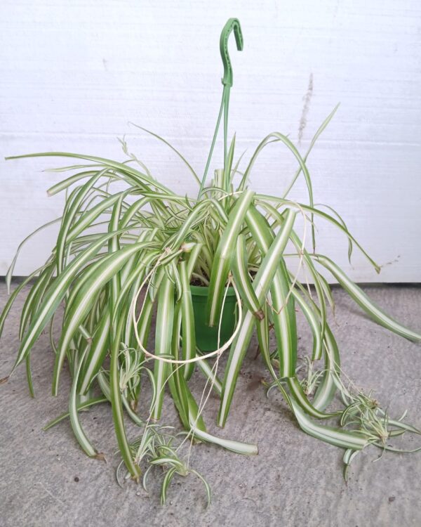 Chlorophytum comosum