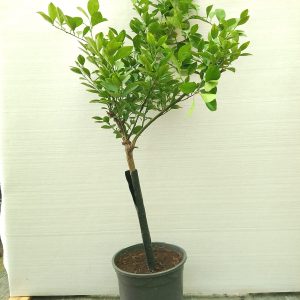 Citrus - 25L