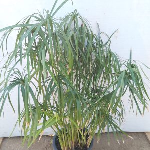 Cyperus rotundus - 22CM