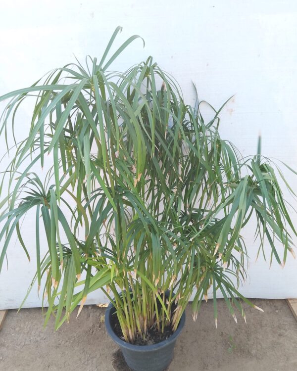 Cyperus rotundus