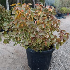 Acalypha wilkesiana(Red) - 35L