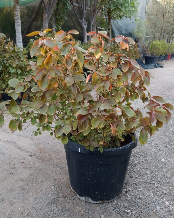 Acalypha wilkesiana(Red)