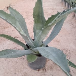 Agave americana - 16CM