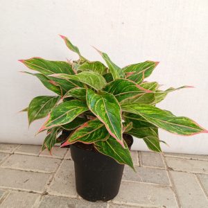 Aglaonema pink - 19CM