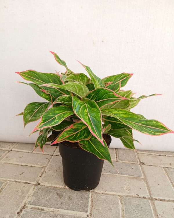 Aglaonema "siam aurora" pink moon