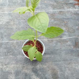 Alternanthera ficoidea (Green) - 9CM