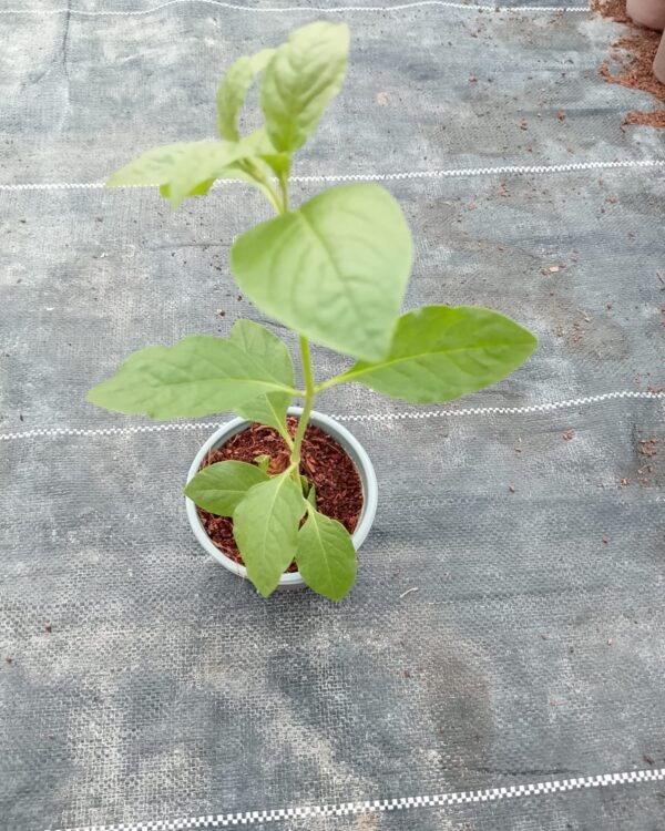 Alternanthera ficoidea (Green)