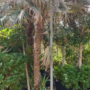 Chamaerops humilis - 110L