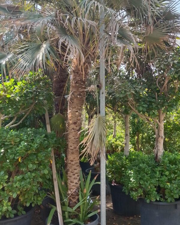Chamaerops humilis
