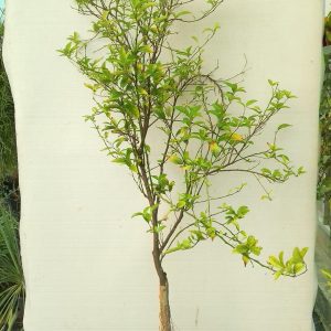 Citrus - 25L