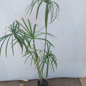Cyperus rotundus - 12CM