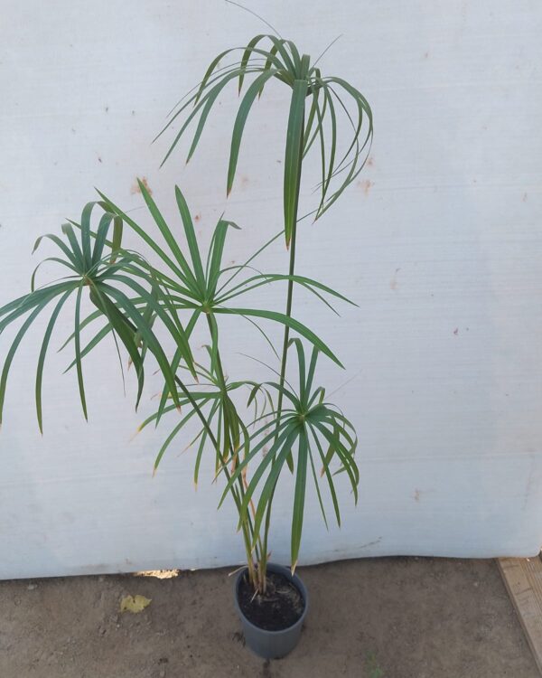 Cyperus rotundus