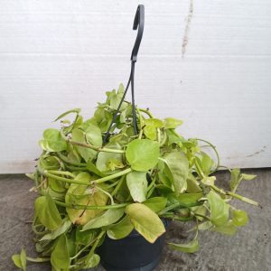 Epipremnum