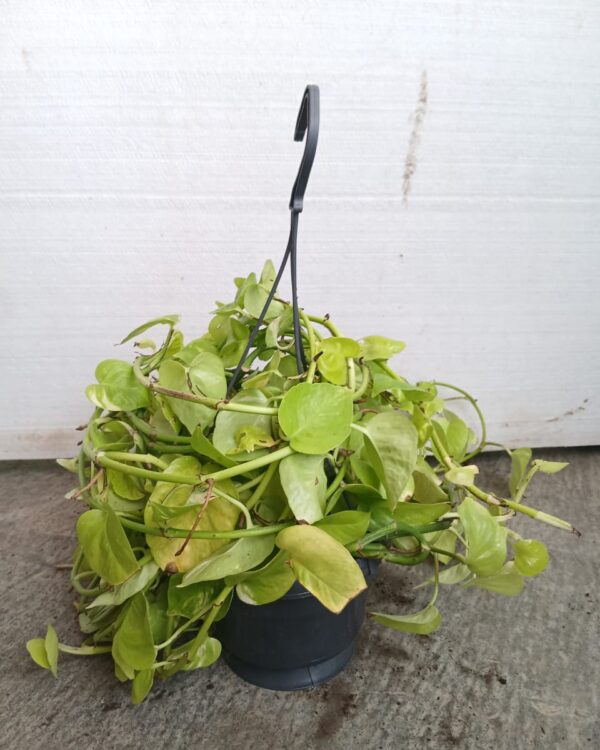Epipremnum aureum