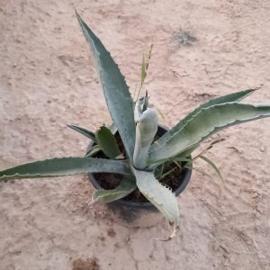 Agave americana - 16CM