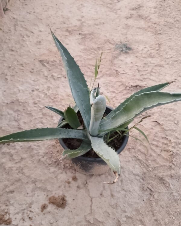 Agave americana