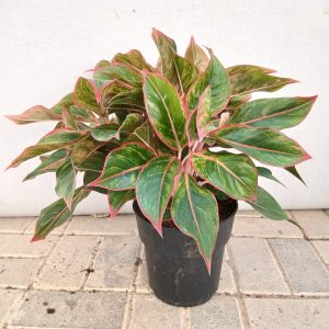 Aglaonema pink moon - 19CM