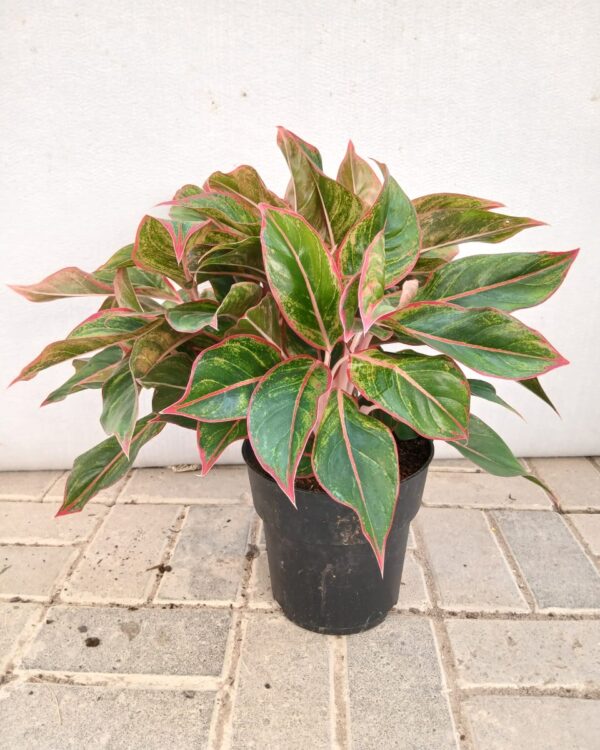 Aglaonema "siam aurora" pink