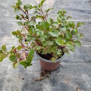 Alternanthera versicolor (Red) - 9CM
