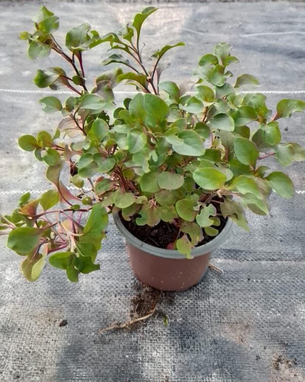 Alternanthera versicolor (Red)