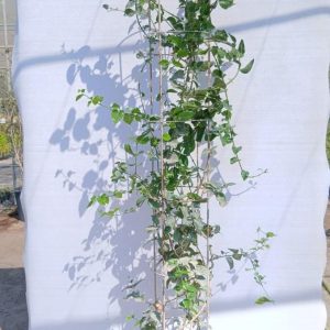 Arabian Jasmine - Pillar - 15L