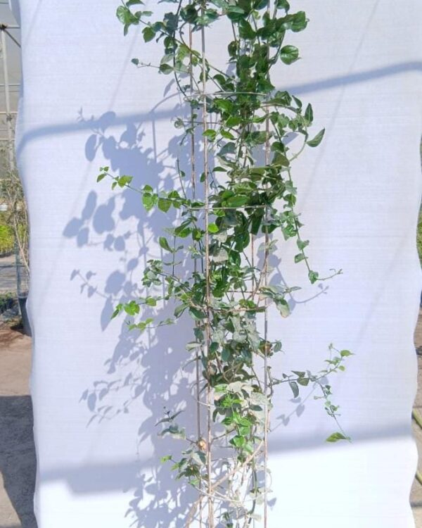 Arabian Jasmine
