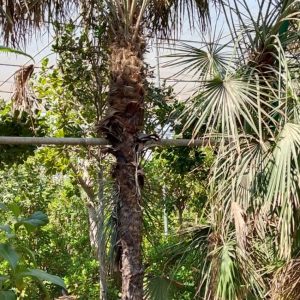 Chamaerops humilis - 160L