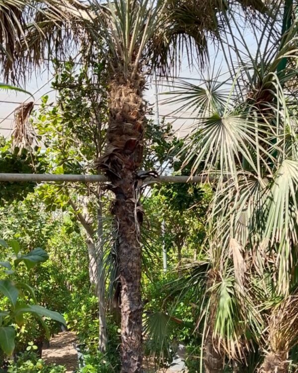 Chamaerops humilis
