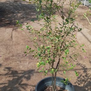 Citrus - 35L