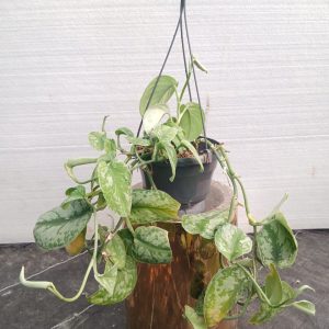 Epipremnum marble