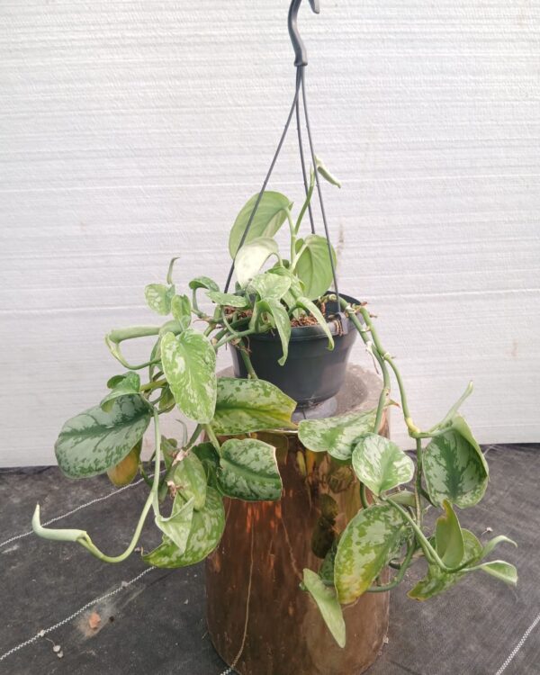 Scindapsus pictus "marble"